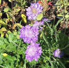 Image result for Scabiosa columbaria