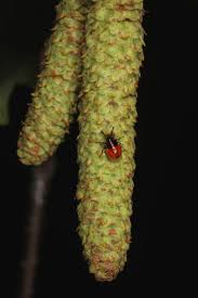 Attēlu rezultāti vaicājumam “Elasmostethus interstinctus nymph”