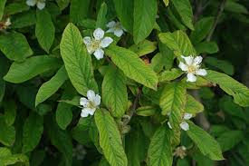 Attēlu rezultāti vaicājumam “Mespilus germanica”