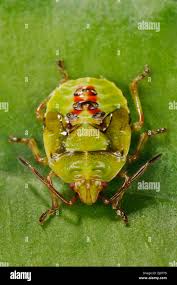 Attēlu rezultāti vaicājumam “Elasmostethus interstinctus nymph”