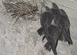 Image result for Chaetura pelagica