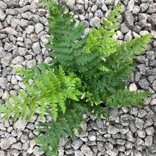 Attēlu rezultāti vaicājumam “Polystichum braunii”