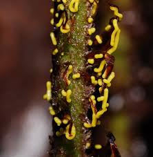 Attēlu rezultāti vaicājumam “Physarum luteolum”