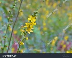 Attēlu rezultāti vaicājumam “Agrimonia pilosa flower”