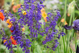 Image result for Salvia pratensis
