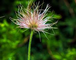Attēlu rezultāti vaicājumam “Pulsatilla patens leaf”