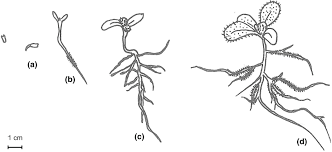 Attēlu rezultāti vaicājumam “Stemonitis foliicola stalked”