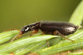 Attēlu rezultāti vaicājumam “Dromius quadrimaculatus”