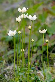 Attēlu rezultāti vaicājumam “Parnassia palustris flower”