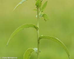 Attēlu rezultāti vaicājumam “Inula salicina leaf”