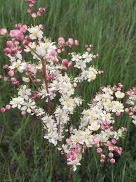Image result for Filipendula vulgaris