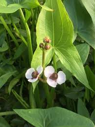 Attēlu rezultāti vaicājumam “Sagittaria sagittifolia leaf”