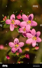 Attēlu rezultāti vaicājumam “Centaurium erythraea bud”