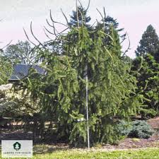 Attēlu rezultāti vaicājumam “Picea abies fo. virgata”