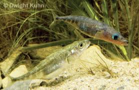 Attēlu rezultāti vaicājumam “Gasterosteus aculeatus”