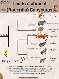Attēlu rezultāti vaicājumam “Rodentia”