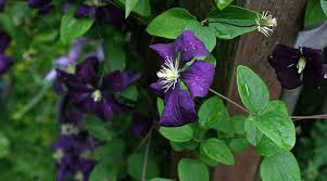 Attēlu rezultāti vaicājumam “Clematis leaf”