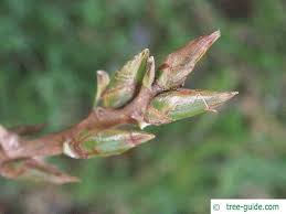 Attēlu rezultāti vaicājumam “Populus x canadensis”
