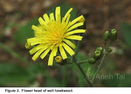 Attēlu rezultāti vaicājumam “Hieracium murorum flower”