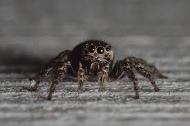 Attēlu rezultāti vaicājumam “Evarcha falcata”