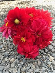 Image result for Dahlia `Red Skin`
