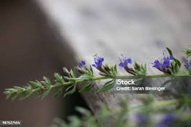 Image result for Ysop