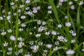 Attēlu rezultāti vaicājumam “Stellaria longifolia”