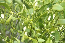 Attēlu rezultāti vaicājumam “Viscum album leaf”