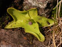 Attēlu rezultāti vaicājumam “Pinguicula vulgaris”
