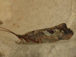 Attēlu rezultāti vaicājumam “Glyphotaelius pellucidus”