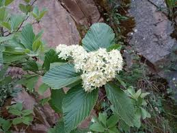 Attēlu rezultāti vaicājumam “Sorbus aria”