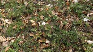 Attēlu rezultāti vaicājumam “Anemone nemorosa leaf”