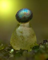 Attēlu rezultāti vaicājumam “Colloderma oculatum spores”