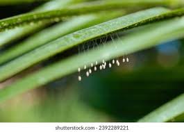 Attēlu rezultāti vaicājumam “Chrysopa eggs”