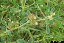 Attēlu rezultāti vaicājumam “Medicago”