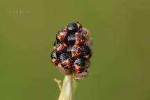 Attēlu rezultāti vaicājumam “Carpocoris sp. nymph”