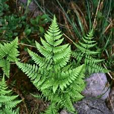 Attēlu rezultāti vaicājumam “Phegopteris connectilis”