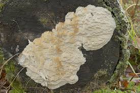 Attēlu rezultāti vaicājumam “Antrodia”