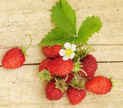 Image result for Fragaria vesca