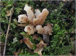 Attēlu rezultāti vaicājumam “Clavulina rugosa”