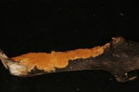 Attēlu rezultāti vaicājumam “Perenniporia subacida”