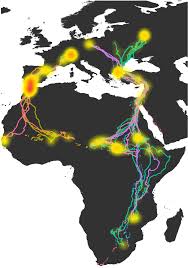 Attēlu rezultāti vaicājumam “Ciconia ciconia juvenile”