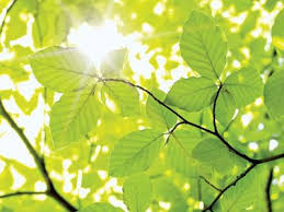 Attēlu rezultāti vaicājumam “leaf”