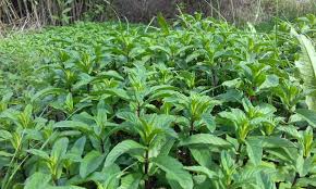 Image result for Mentha piperita