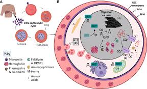 Attēlu rezultāti vaicājumam “Diderma umbilicatum plasmodium”
