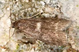 Attēlu rezultāti vaicājumam “Apomyelois bistriatella”