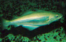 Image result for Pollachius pollachius