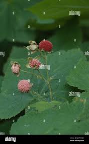 Attēlu rezultāti vaicājumam “Rubus parviflorus leaf”