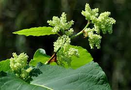 Attēlu rezultāti vaicājumam “Reynoutria sachalinensis fruit”