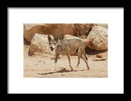 Image result for canis lupus arabs